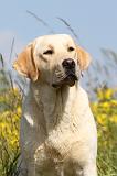 LABRADOR 396